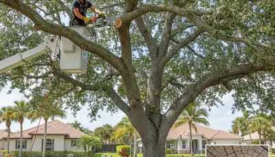 Arborist removing dead branches from mature tree in Cape Coral FL using safe professional trimming equipment
