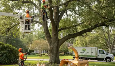 Arborist pruning palm tree on waterfront property in Cape Coral, FL for Chop Chop Tree service