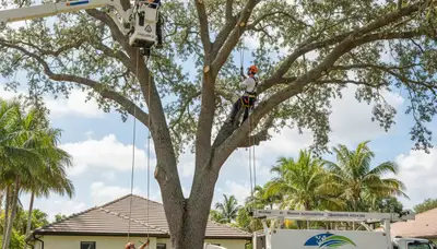 Professional tree removal service in Cape Coral FL safely cutting large oak branches