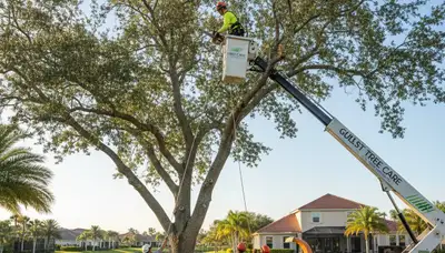 Professional tree removal service in Cape Coral FL clearing palm trees safely