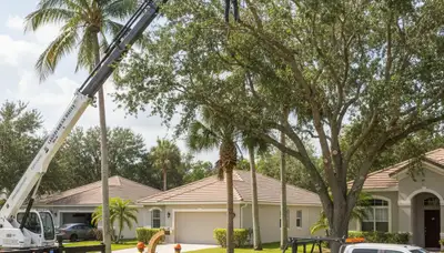Professional tree removal service in Cape Coral FL safely cutting and hauling large oak tree