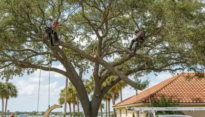 Professional tree removal service in Cape Coral FL safely clearing large trees near residential property