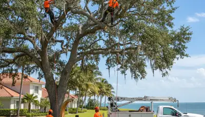 Professional tree removal service in Cape Coral FL safely cutting large backyard tree