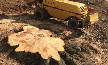 Stump Removal in Cape Coral FL Stump Removal Services in Cape Coral FL Stump Removal Professionals Cape Coral FL Tree Services in Cape Coral FL