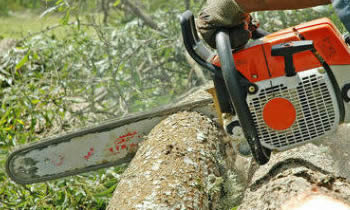 Tree Removal in Cape Coral FL Tree Removal Quotes in Cape Coral FL Tree Removal Estimates in Cape Coral FL Tree Removal Services in Cape Coral FL Tree Removal Professionals in Cape Coral FL Tree Services in Cape Coral FL