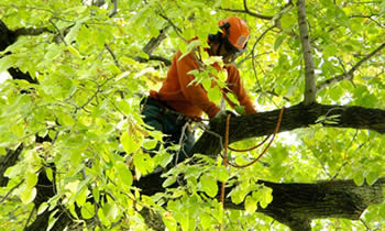 Tree Trimming in Cape Coral FL Tree Trimming Services in Cape Coral FL Tree Trimming Professionals in Cape Coral FL Tree Services in Cape Coral FL Tree Trimming Estimates in Cape Coral FL Tree Trimming Quotes in Cape Coral FL