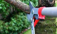 Tree Pruning Services in Cape Coral FL