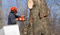 Tree Removal in Cape Coral FL