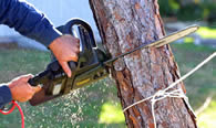 Tree Trimming in Cape Coral FL